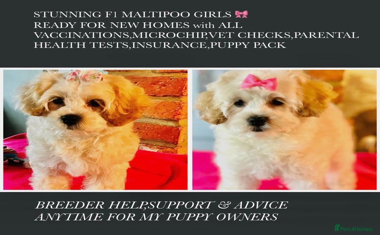 Mixed Breed dogs - Advert 1