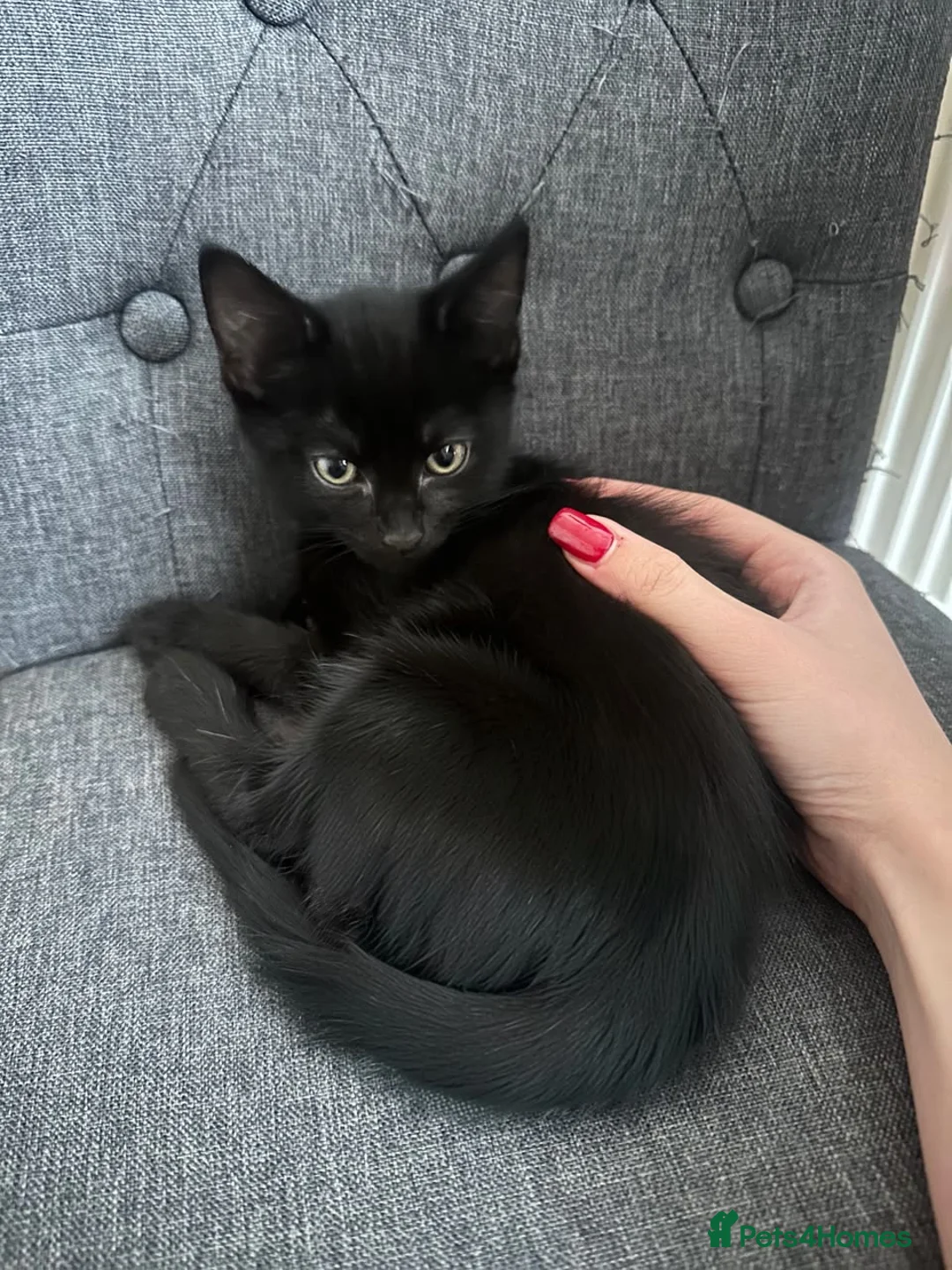 Mixed Breed cats for sale: Boy 3 months looking for family - Advert 2