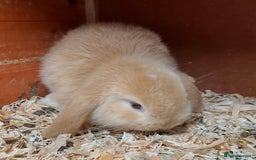 Mini Lop rabbits for sale: Gorgeous mini lops ready now! - Advert 8