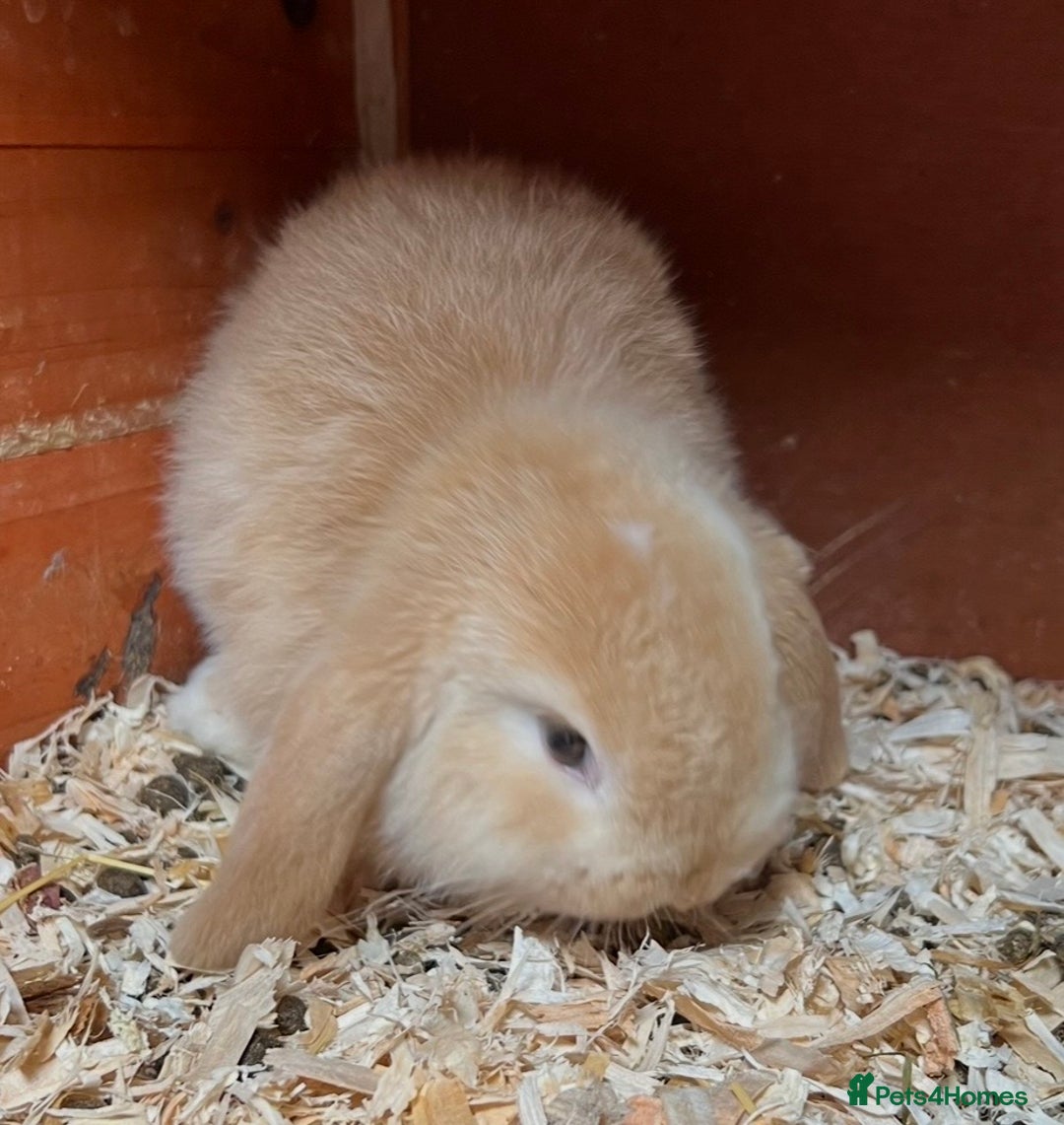 Mini Lop rabbits for sale: Gorgeous mini lops ready now! - Advert 8