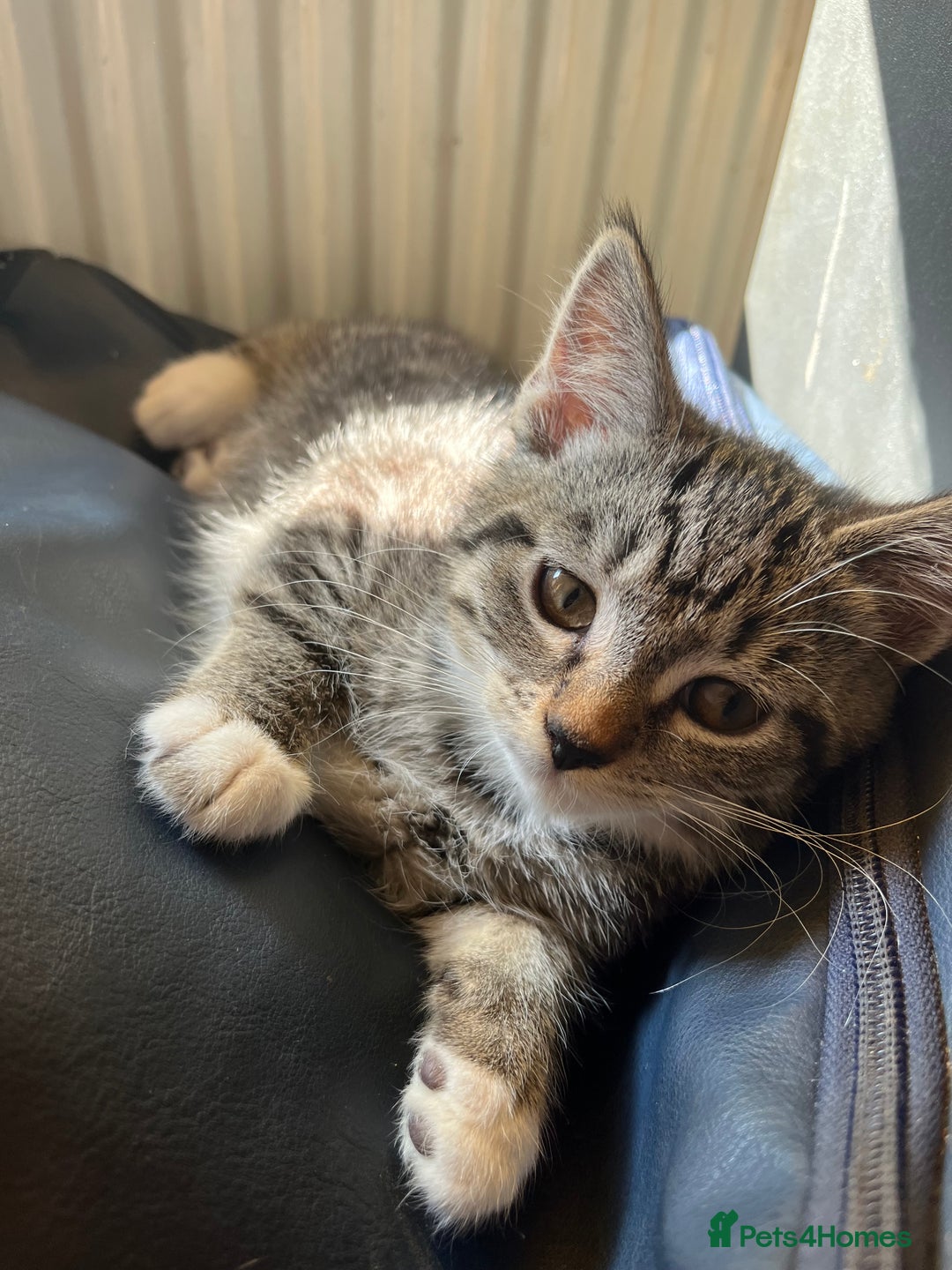 Mixed Breed cats for sale: Adorable kittens  - Image 3