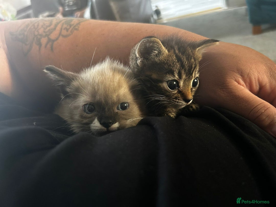 Ragdoll cats for sale: Beautiful Ragdoll Mix Kitten ready for home😻 - Image 4