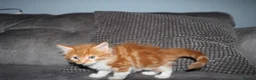 Maine Coon cats for sale: Gorgeous maine coon cross kittens - Advert 23
