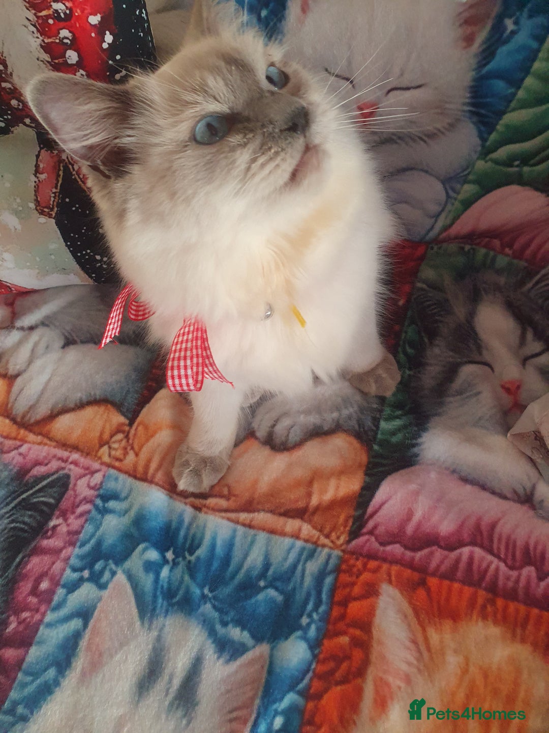 Ragdoll cats for sale: Mink & traditional Ragdolls - Advert 12