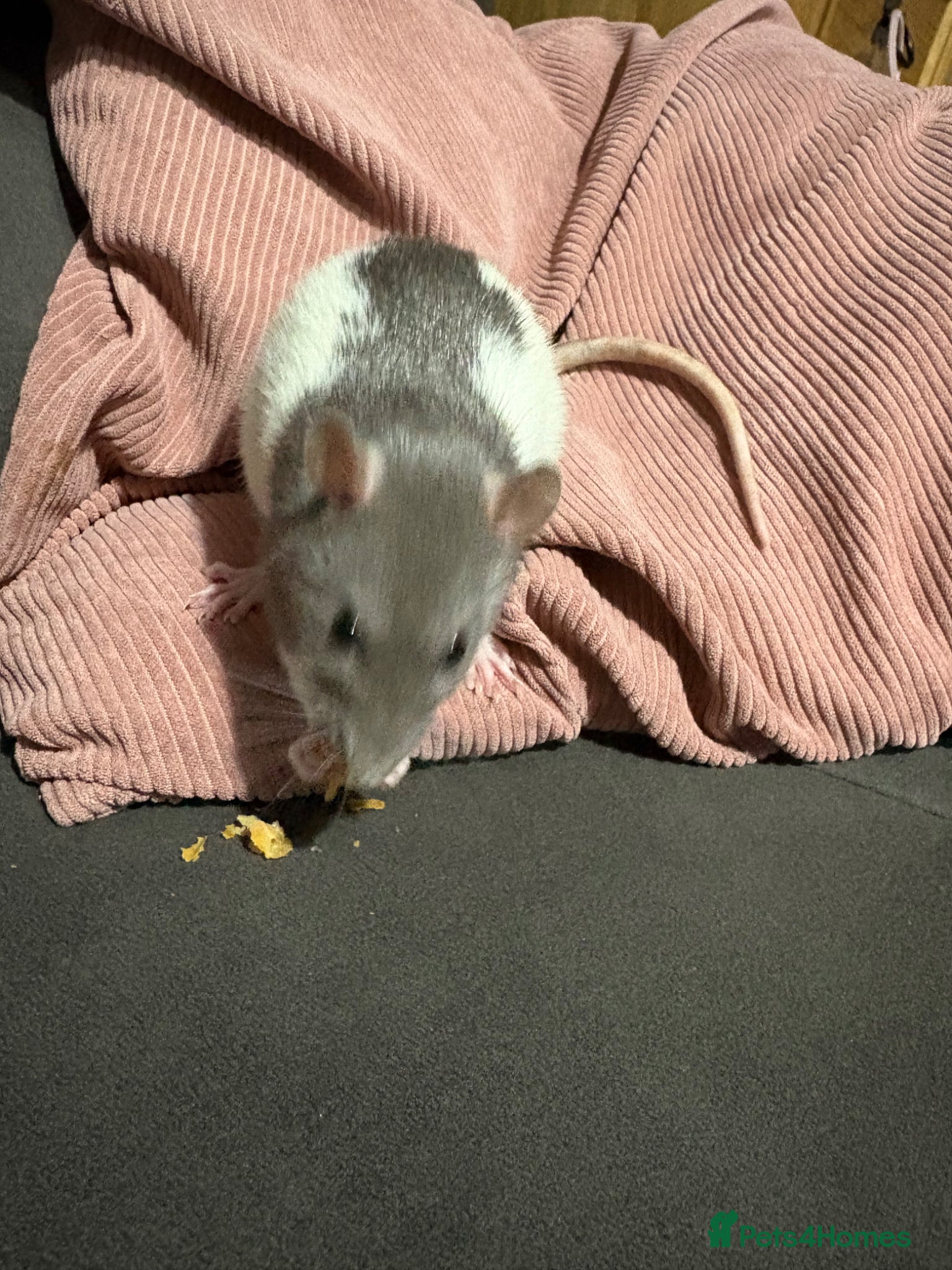Rat rodents Rehome ASAP - Advert 4