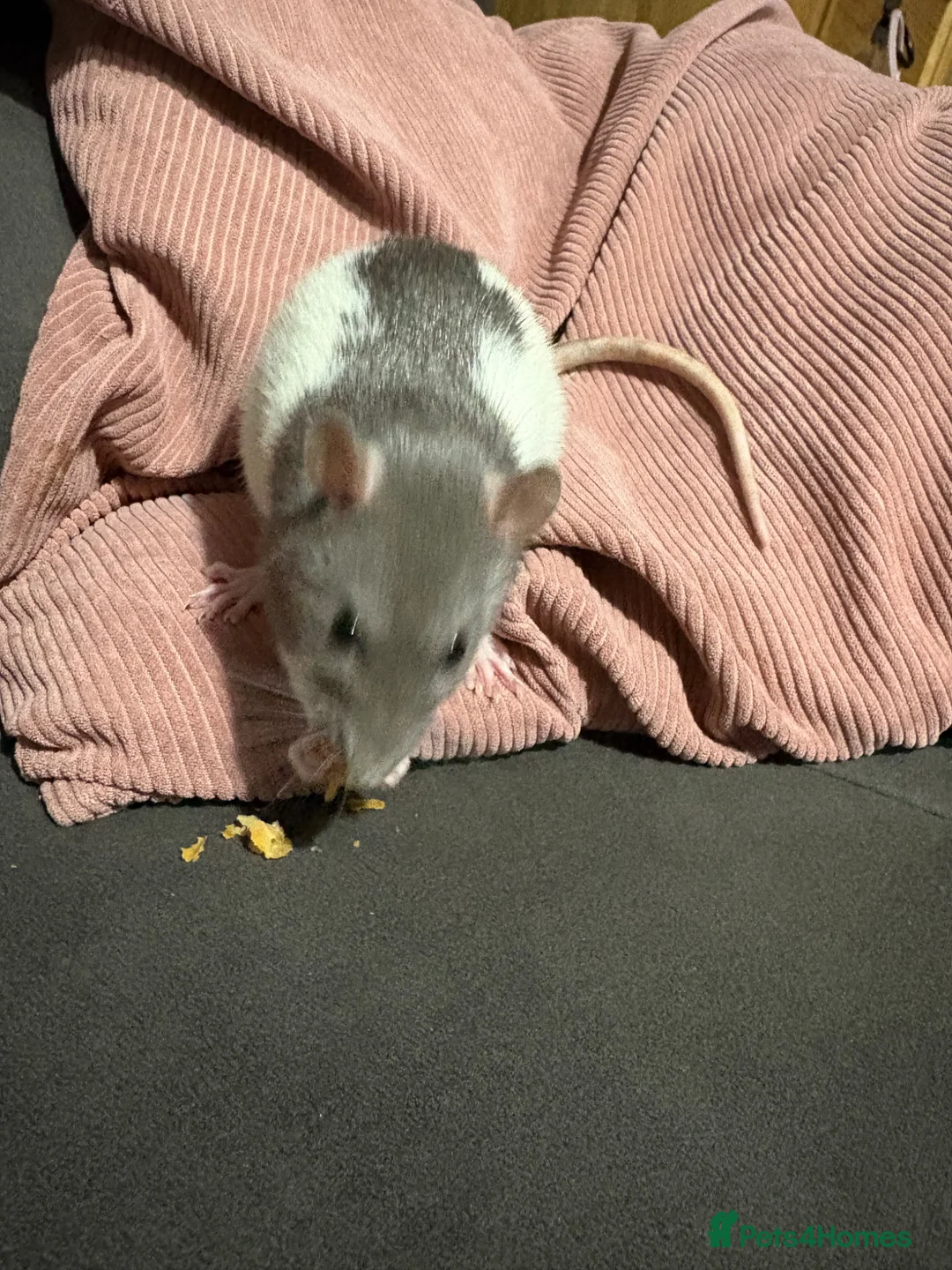 Rat rodents for sale: Rehome ASAP in Didcot - Advert 1