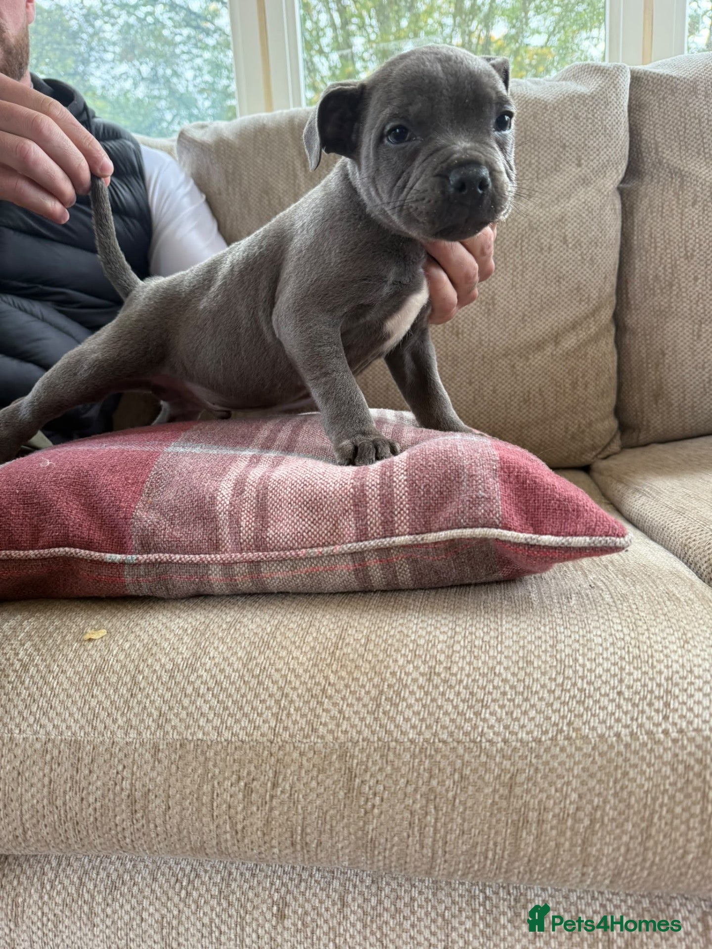Staffordshire Bull Terrier dogs Blue Staffordshire bull terrier puppies kc  - Advert 8