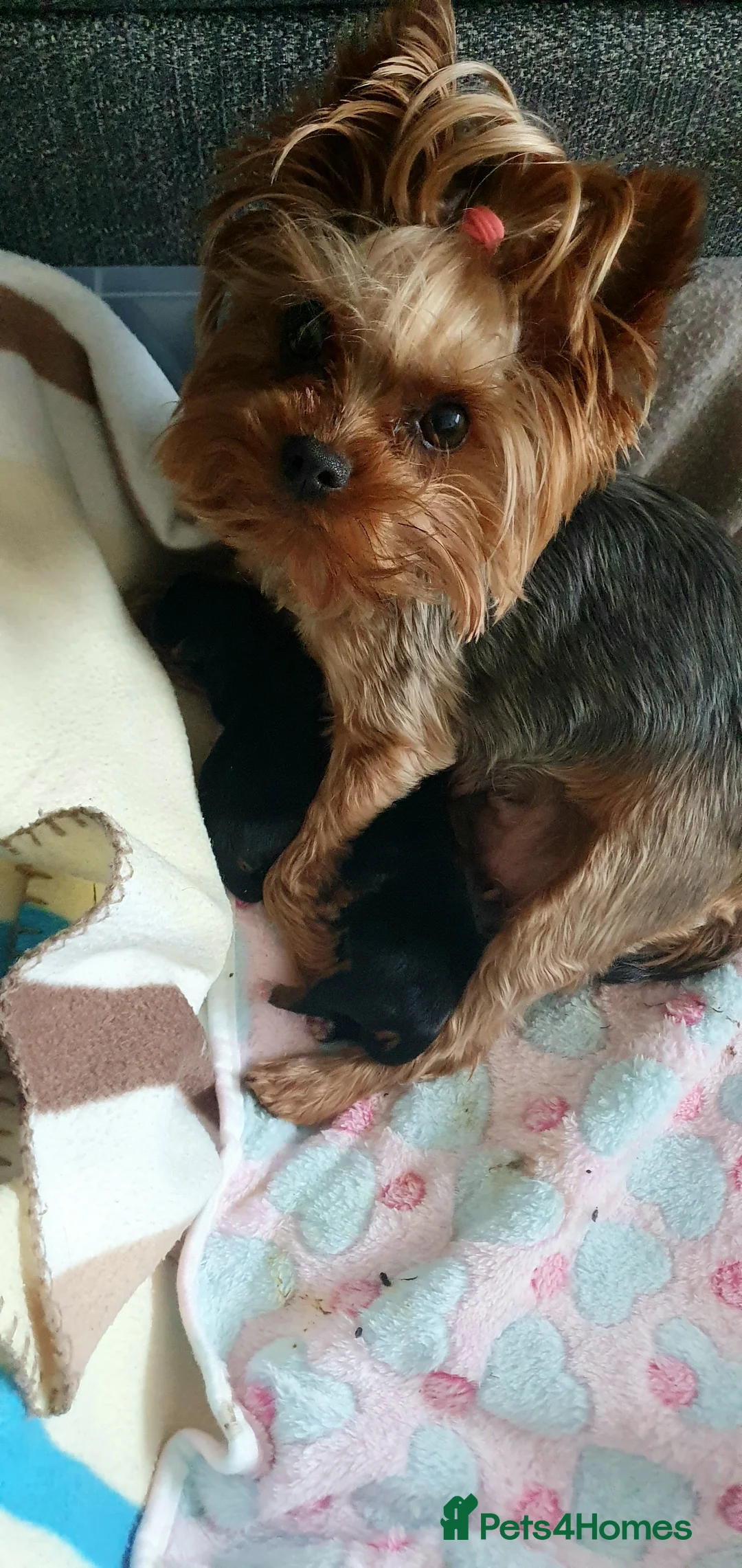 Yorkshire Terrier dogs for sale:  Beautiful little yorkie girl 🐶💕 - Advert 22