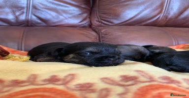 Border Terrier dogs - Advert 7