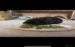Mini Lop rabbits for sale: Mini lop boy - Image 5