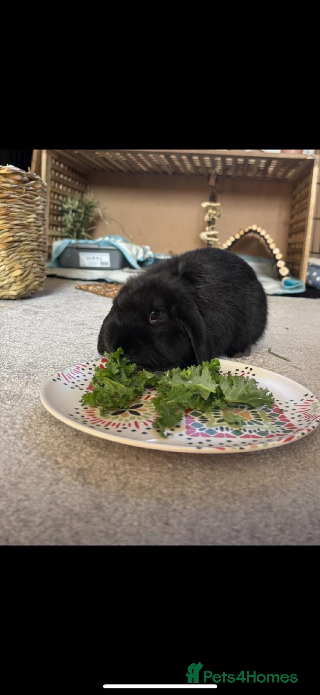 Mini Lop rabbits for sale: Mini lop boy - Image 5