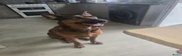Chinese Red Dog dogs for sale: Ronnie Chinese Red Dog - Advert 3