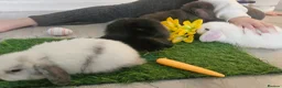 Mini Lop rabbits for sale: Min lop  in Motherwell - Advert 5