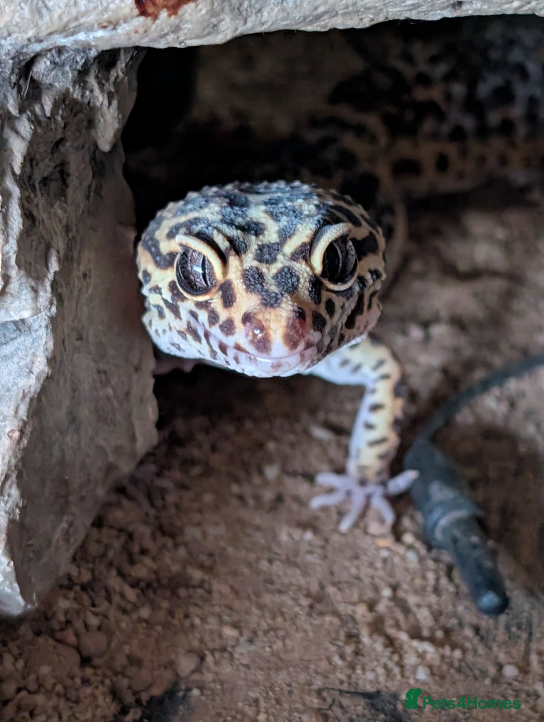 Leopard Gecko reptiles for sale: Leopard gecko female (6 years old) and set up  - Image 1