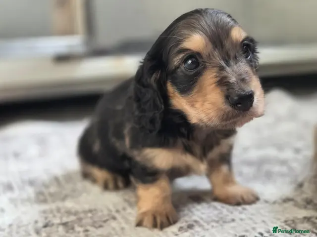 Miniature Dachshund dogs for sale: Beautiful dapple boy long haired silver cream - Advert 5