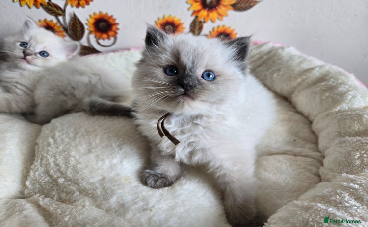 Ragdoll cats - Advert 2