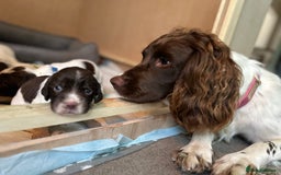 English Springer Spaniel dogs for sale: Springer spaniel puppies  - Image 12