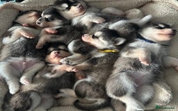 Pomsky dogs for sale: Beautiful husky marked Pomskies  - Image 1