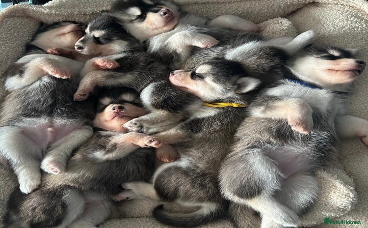 Pomsky dogs - Advert 3