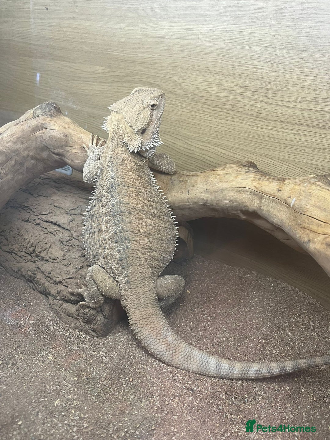 Bearded Dragon reptiles for sale: Bearded dragon + vivarium with accessories  - Advert 3
