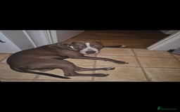 Mixed Breed dogs for sale: Bully Dane mixed breed - Image 5