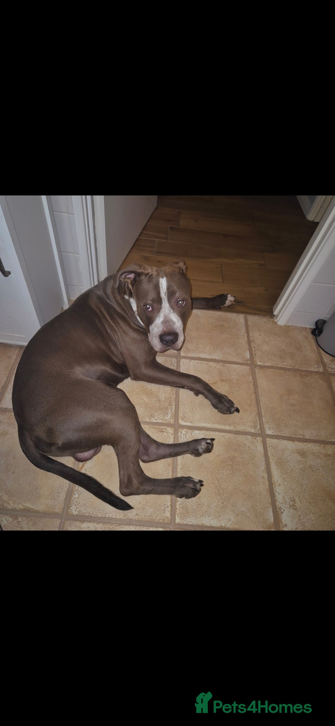 Mixed Breed dogs for sale: Bully Dane mixed breed - Image 5