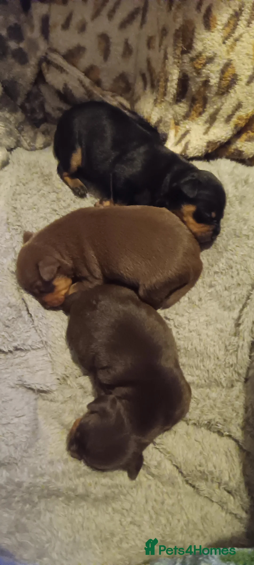 Miniature Pinscher dogs for sale: Beautiful miniature pinschers for sale full breed  - Advert 2