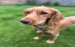 Cocker Spaniel dogs for stud: Cocker spaniel stud *PROVEN* - Image 5