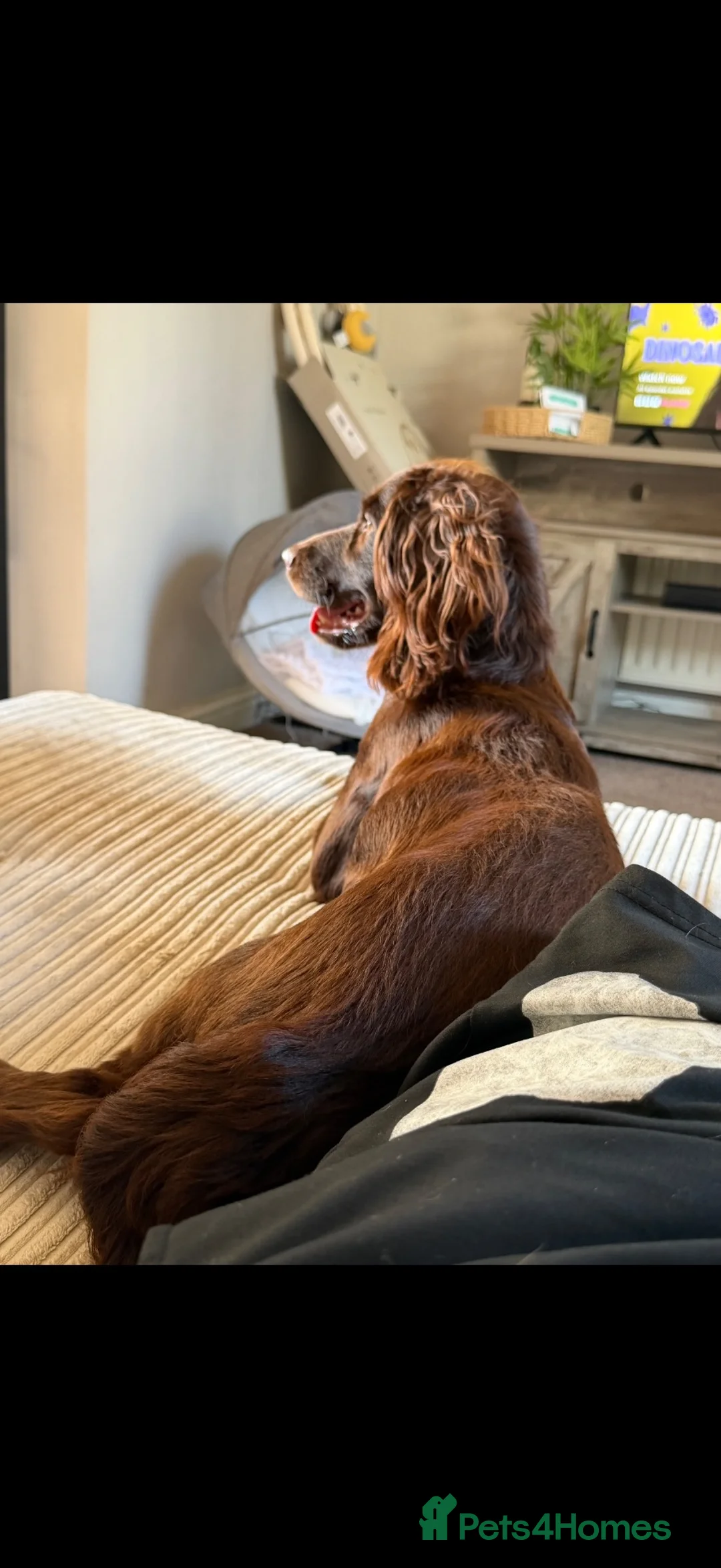 Cocker Spaniel dogs for sale: 10 Month puppy, Blossom. - Advert 3