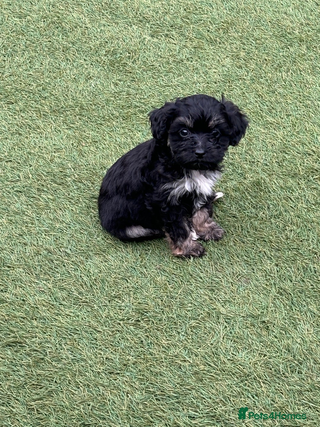 Cavapoo dogs for sale: Ready now Cavapoo puppies for sale  - Image 16