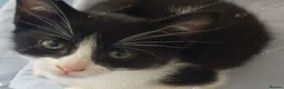 Mixed Breed cats for sale: Sweet male kitten looking for a loving home. - Advert 4