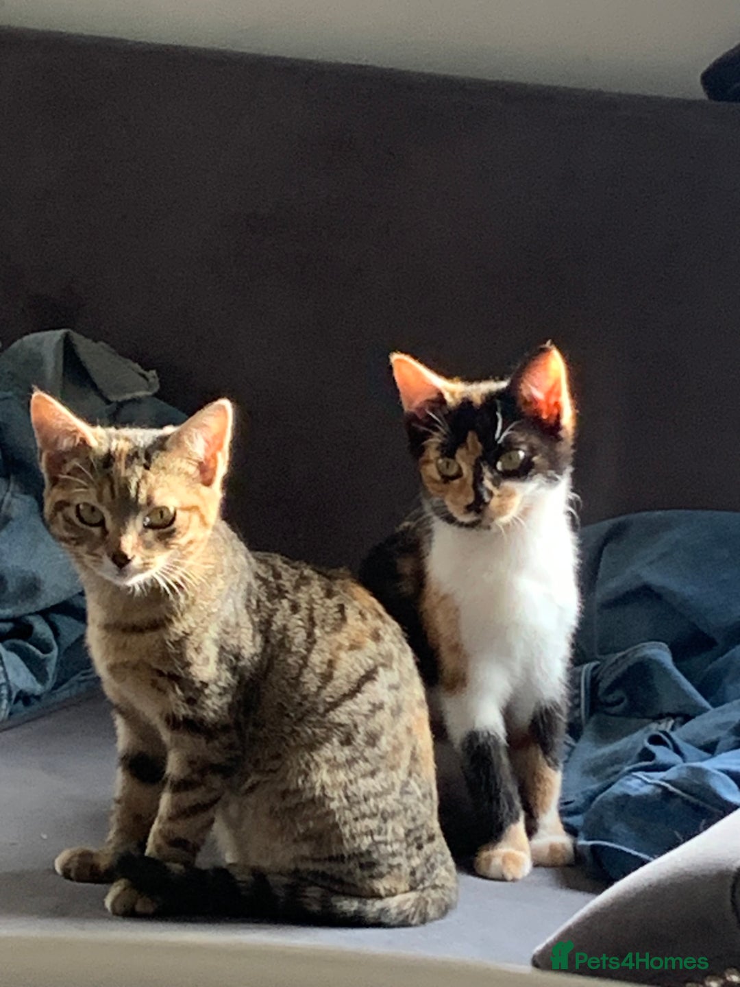 Mixed Breed cats for sale: Male kitten 10 weeks old fully weaned  - Advert 1