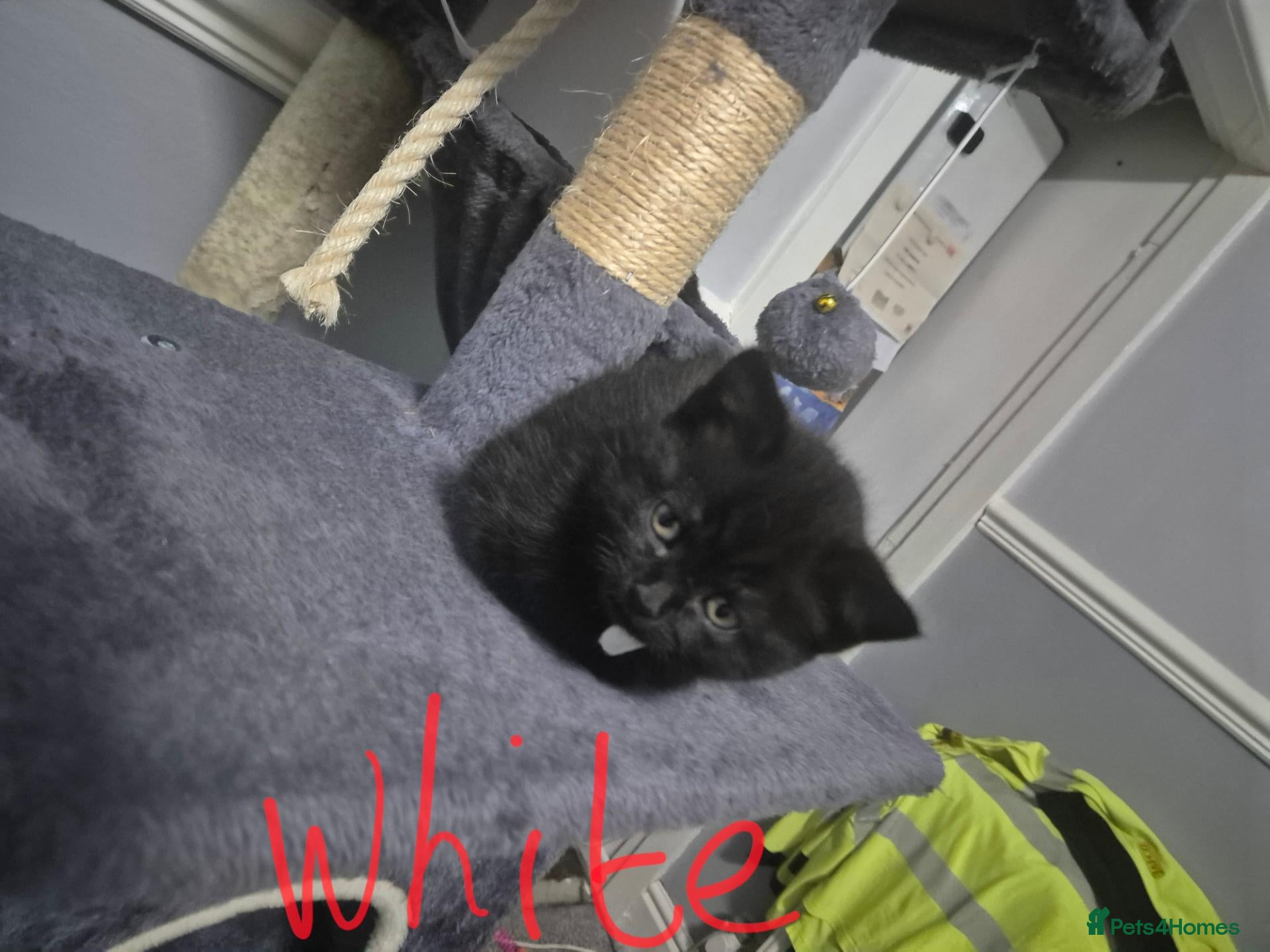 British Shorthair cats for sale: British short hair cross domestic longhair - Advert 2