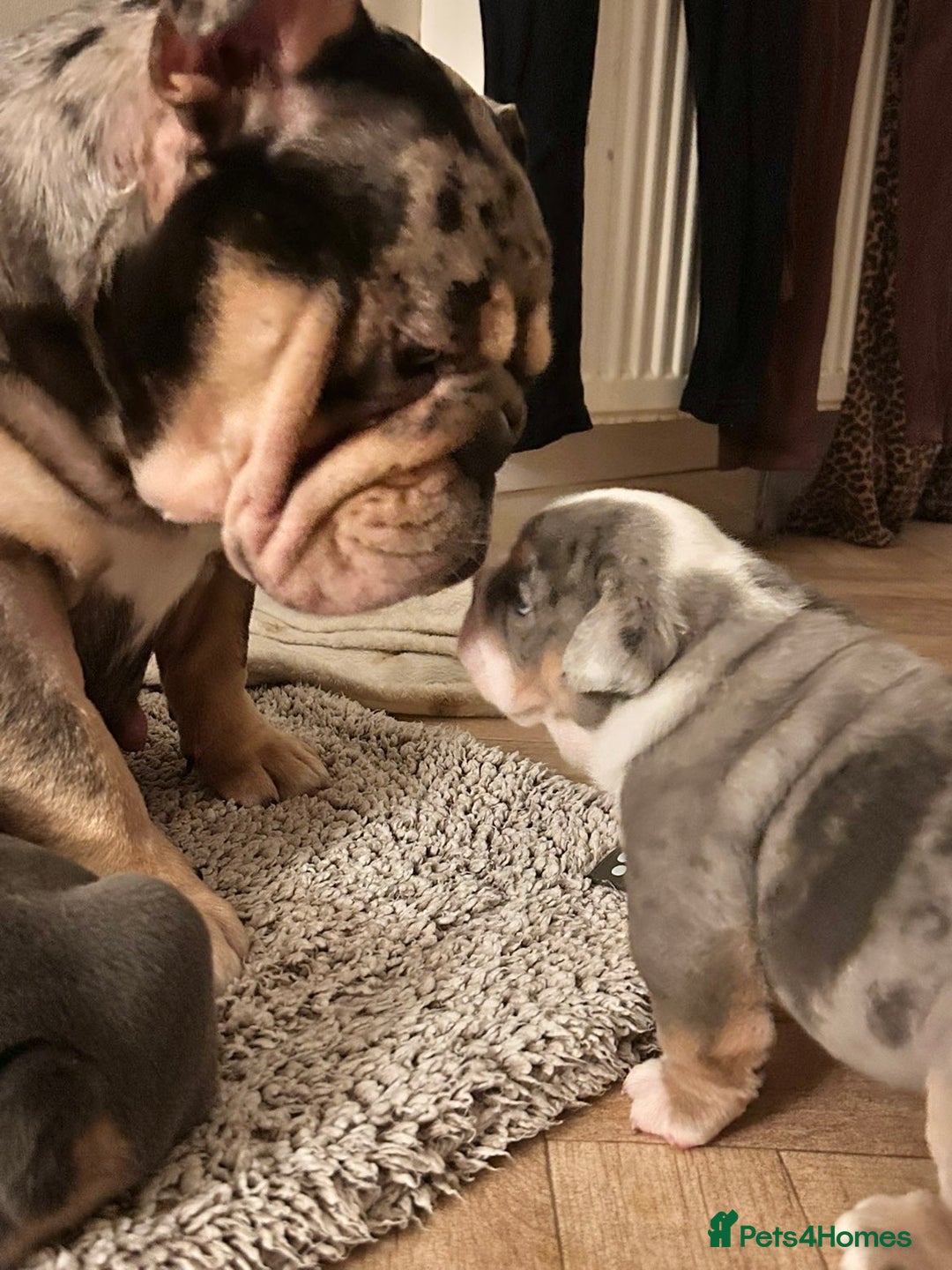 English Bulldog dogs for sale: English bulldog puppies - Advert 36