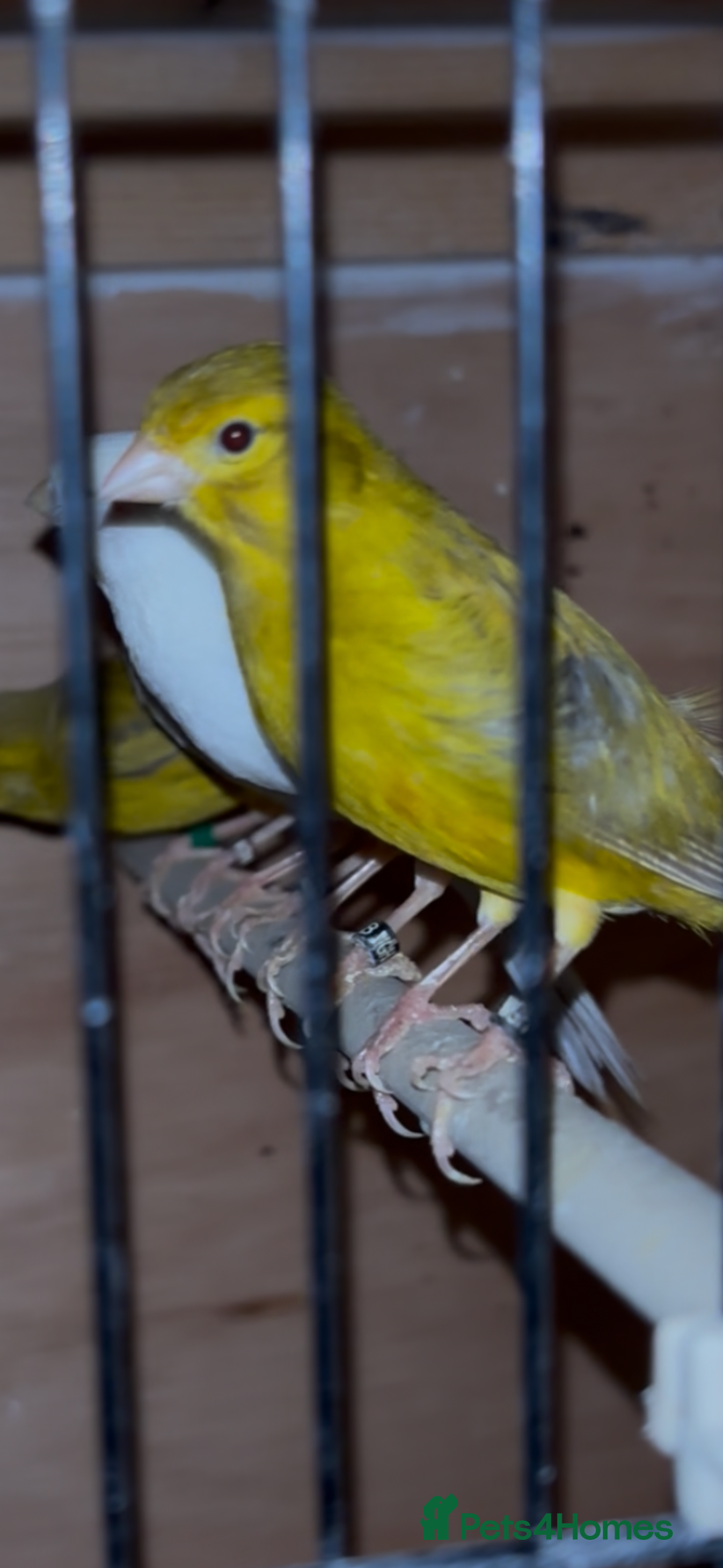 Canaries birds for sale: X11 Irish x4 red mosaic all 2025 and closed rung - Advert 7