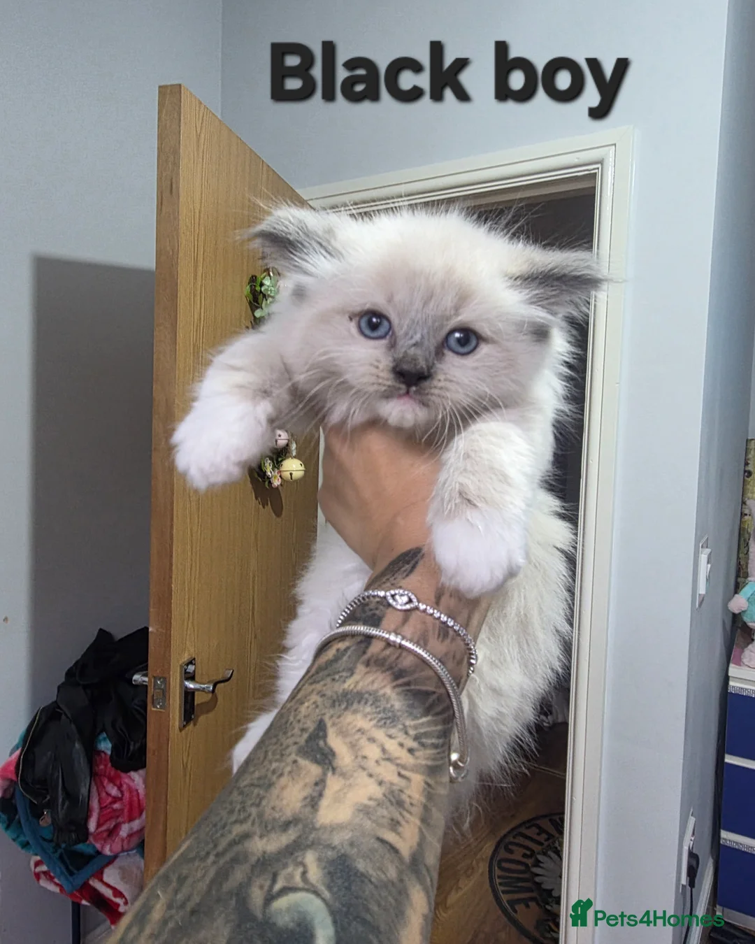 Mixed Breed cats for sale: Beauty fluffy litter ragdoll-ragcoon mix - Advert 24