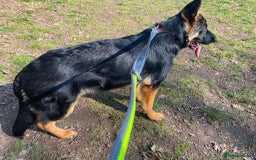 German Shepherd dogs for sale: Freyr - Image 11