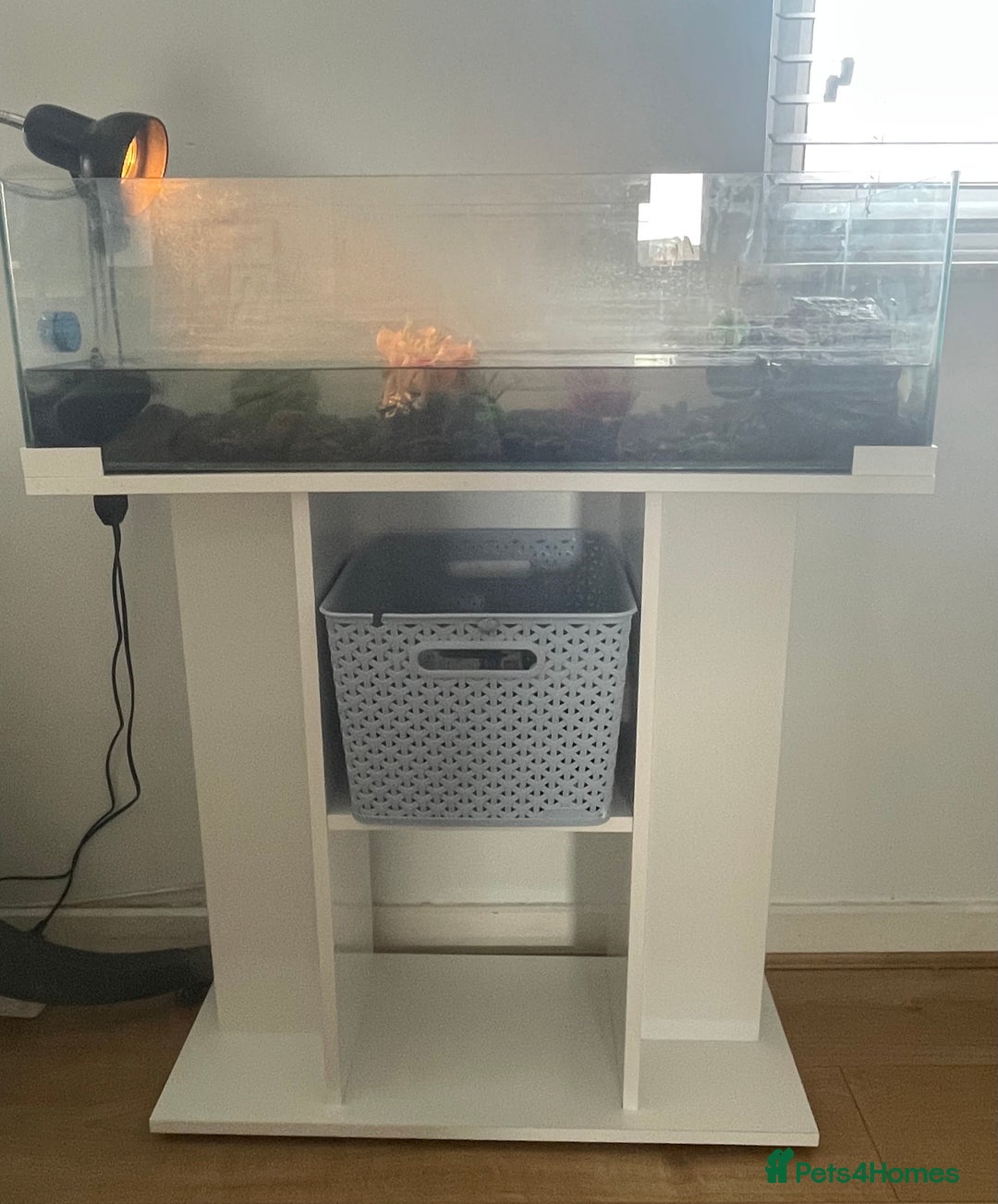 Terrapin reptiles for sale: Two terrapins and tank set up  - Image 5