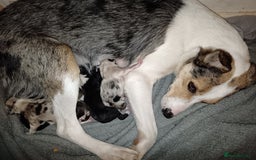 Border Collie dogs for sale: Border collie puppies B/W & Merle - Image 2