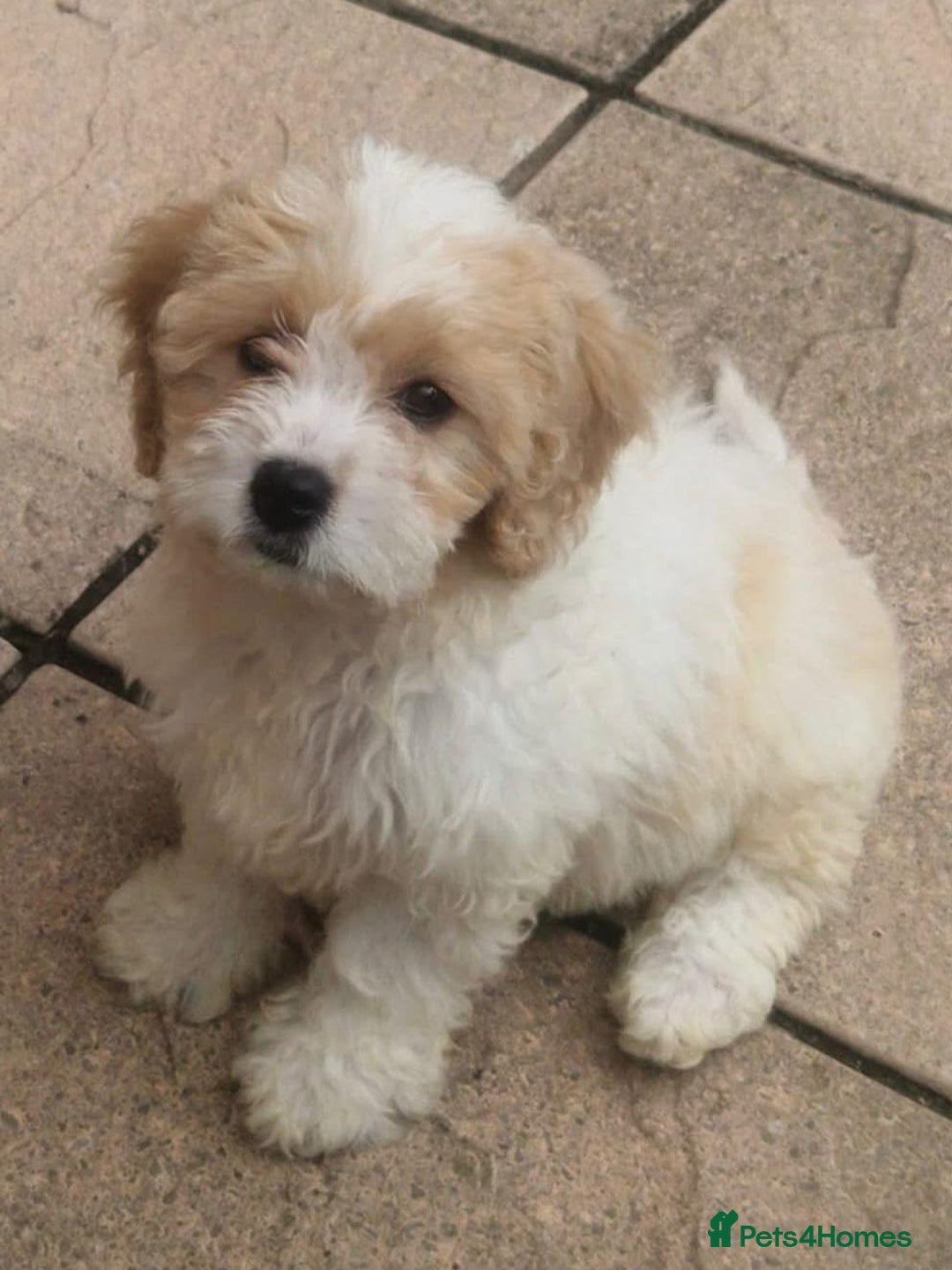 Cavachon dogs for sale: Cavachon puppies - Image 4