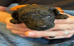 Miniature Poodle dogs for sale: Gorgeous miniature poodle pups - Image 18
