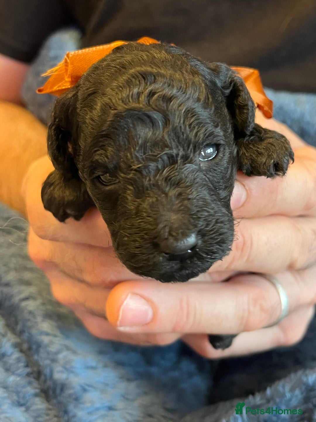 Miniature Poodle dogs for sale: Gorgeous miniature poodle pups - Image 18