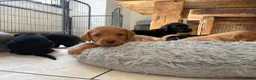 Labrador Retriever dogs for sale: Health Tested IGL Champion Bred Labrador Puppies  - Advert 16