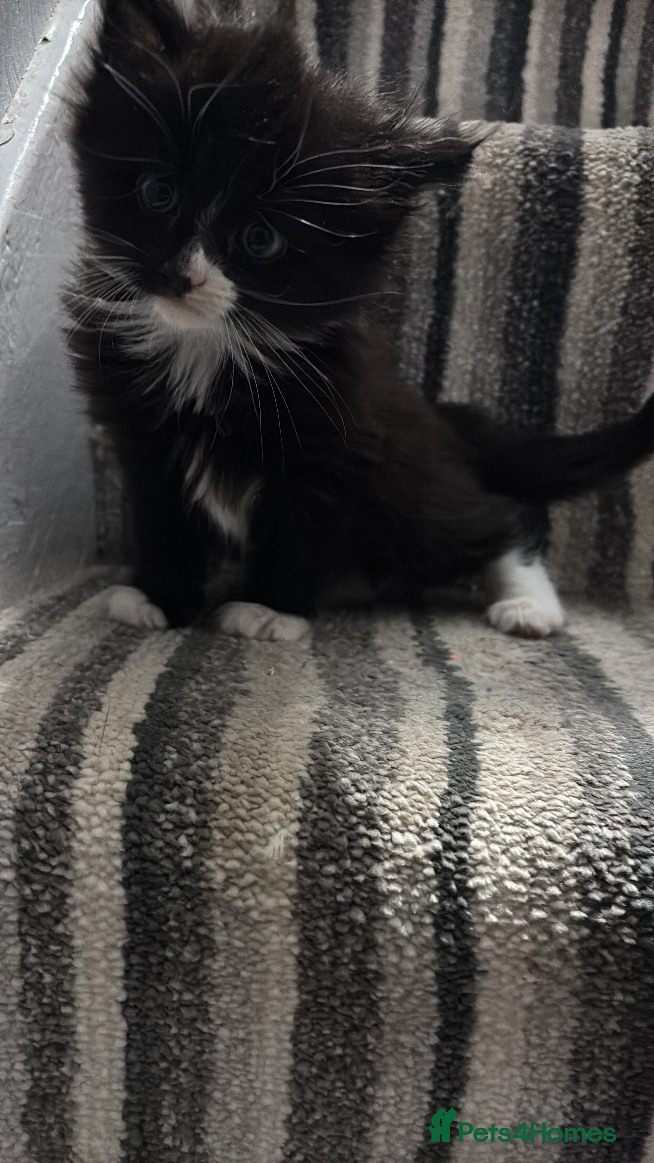 Mixed Breed cats Beautiful kittens  - Advert 6