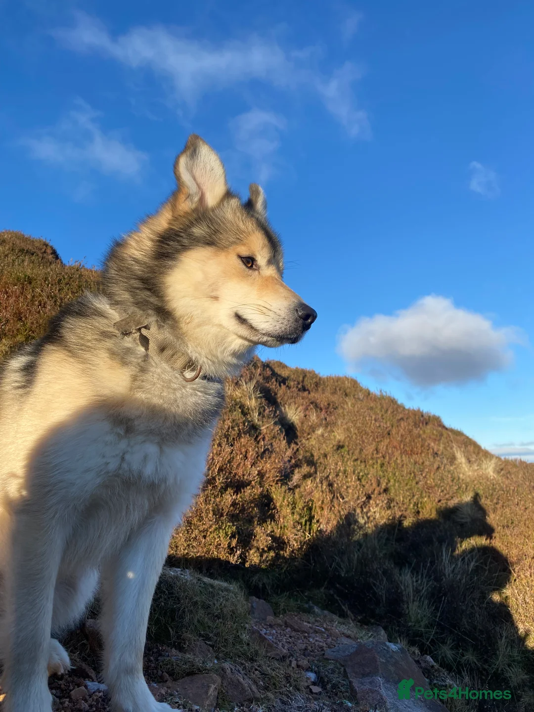 Mixed Breed dogs for sale: Border x Pomskys  - Advert 9