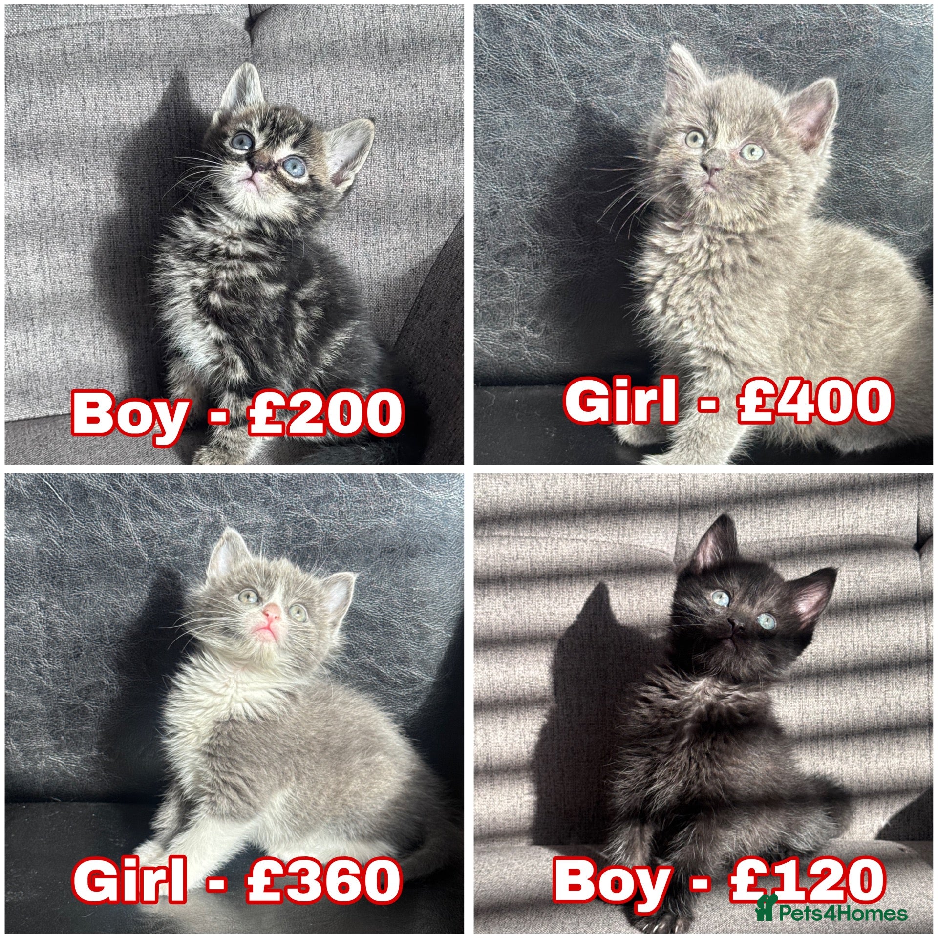 Mixed Breed cats Beautiful kittens  - Advert 1