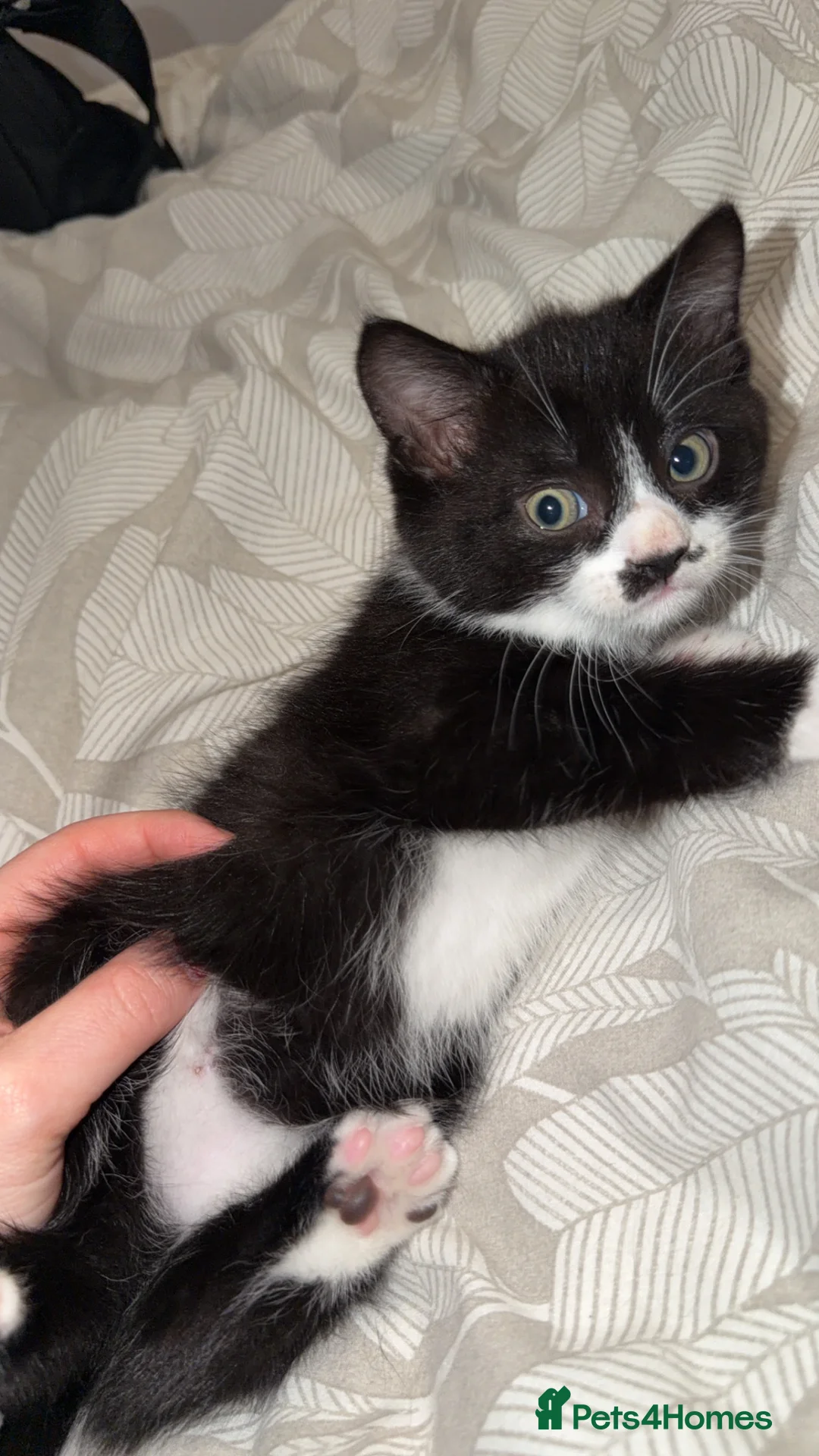 Mixed Breed cats for sale: Persian blue Russian & Tabby - Advert 6