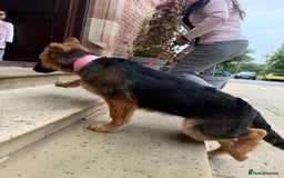 German Shepherd dogs for sale: Beautiful Hermaphrodite German Shepherd Puppy - Image 5