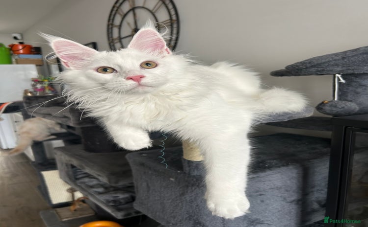 Maine Coon cats - Advert 4
