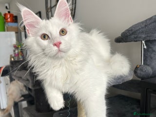 Maine Coon cats - Advert 17